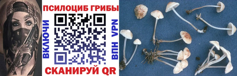 Галлюциногенные грибы Psilocybine cubensis  Купить где  Западная Двина 